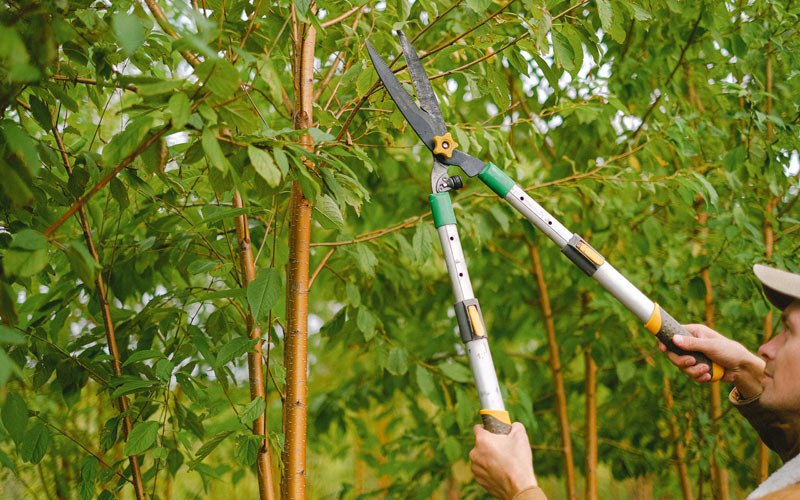 Tree trimming in North Sioux City, SD